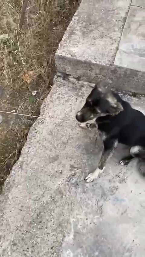 Sultanbeyli’de Dere Yatağına Düşen Köpeği Gençler Halatla Kurtardı