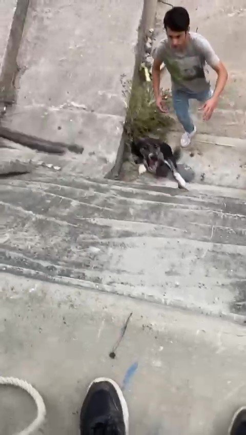Sultanbeyli’de Dere Yatağına Düşen Köpeği Gençler Halatla Kurtardı