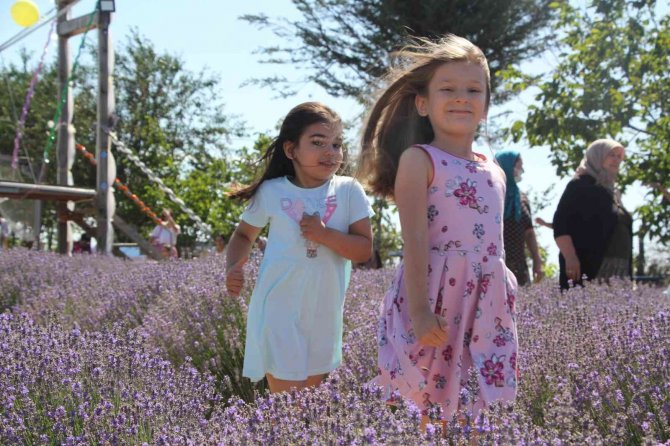 Tekirdağ’da Lavanta Tarlalarına 1 Milyon Ziyaretçi Hedefleniyor