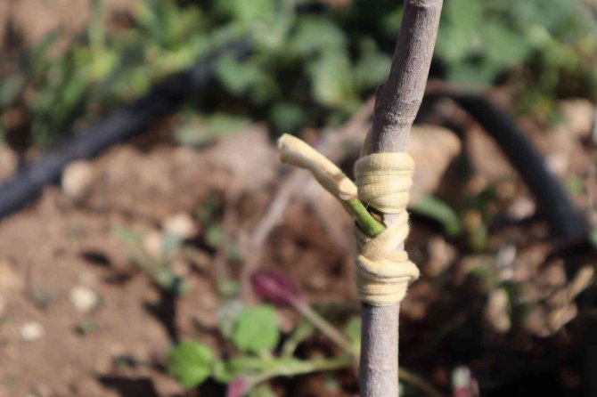 Boş Ve Atıl Araziler Antep Fıstığı Bahçelerine Dönüyor