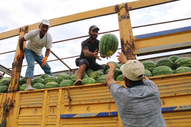 Karpuzun Fiyatı Yarı Yarıya Düştü