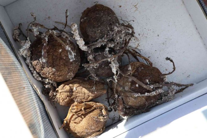 Narenciye Ve Nar Ağaçlarını Avcı Böcek Koruyacak