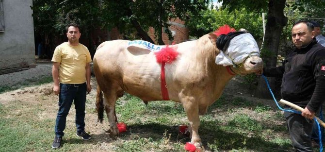 Yaklaşık 2 Ton Ağırlığındaki Tosun, 120 Bin Liradan Satışa Çıktı