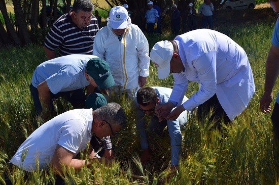Yozgat’ta Süneye Karşı Mücadele Sürüyor