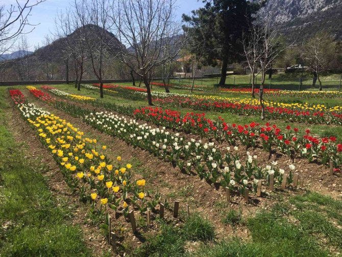 Lale, İ̇bradı’ya Gelir Kaynağı Olacak