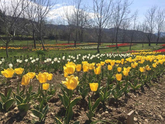 Lale, İ̇bradı’ya Gelir Kaynağı Olacak