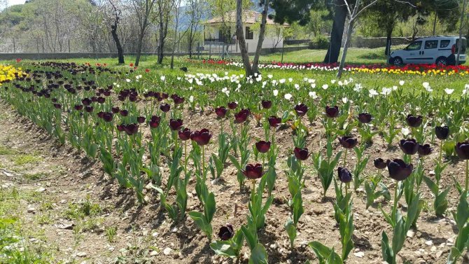 Lale, İ̇bradı’ya Gelir Kaynağı Olacak