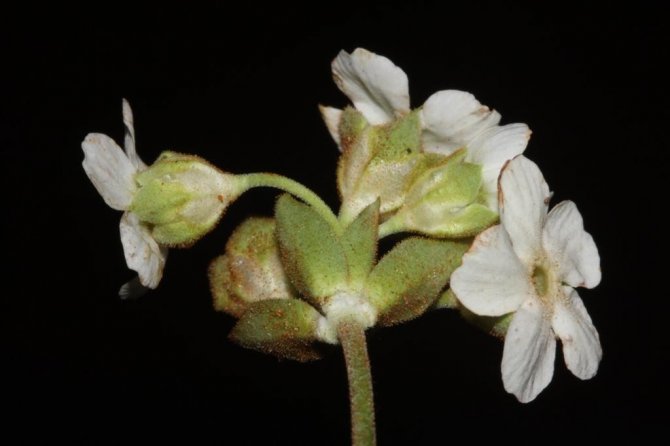 Yusufeli’nde Yeni Bir Çiçek Türü Keşfedildi