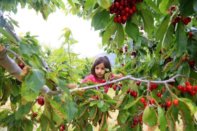 Çameli’nin Ünlü Yayla Kirazında Hasat Başladı
