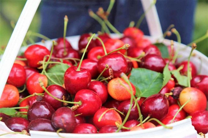 Çameli’nin Ünlü Yayla Kirazında Hasat Başladı