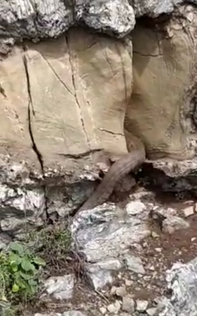 Elazığ’da Kayalıklar Arasında Görülen 2 Metrelik Yılan Korkuttu