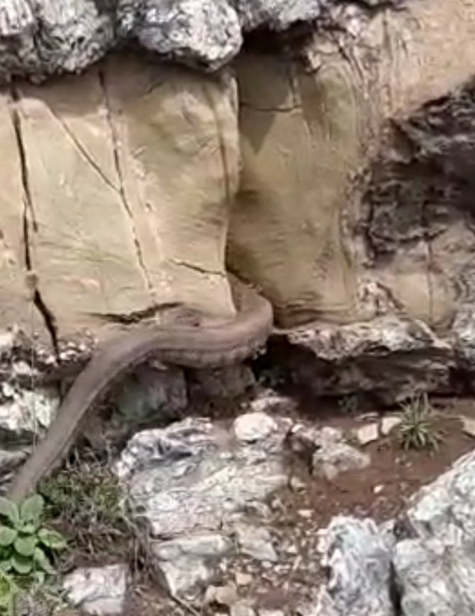 Elazığ’da Kayalıklar Arasında Görülen 2 Metrelik Yılan Korkuttu