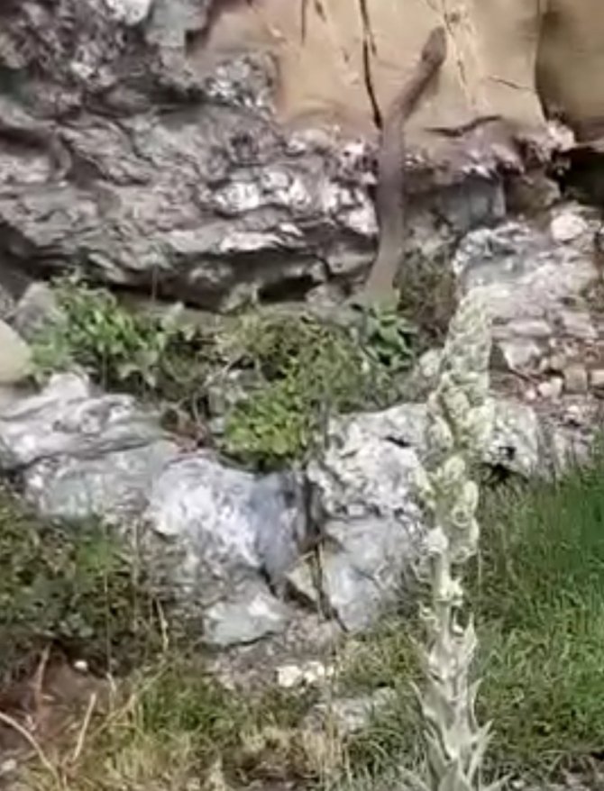 Elazığ’da Kayalıklar Arasında Görülen 2 Metrelik Yılan Korkuttu