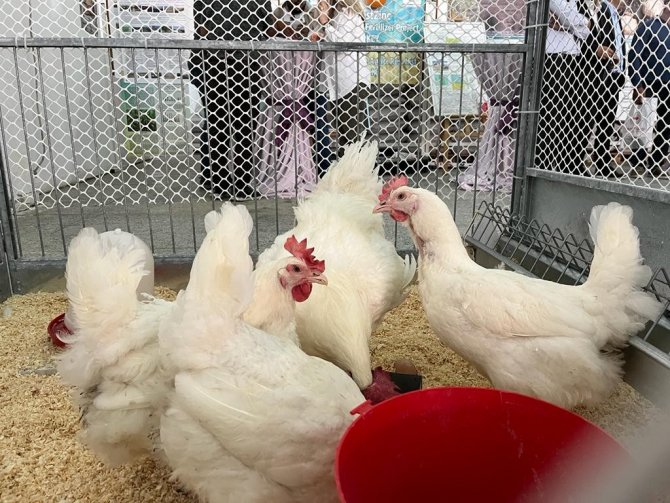 ‘Anadolu-t’, Tarla Günü’nde Görücüye Çıktı