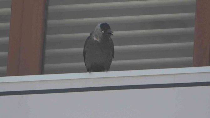 Yavru Kargayı Kurtarmak İçin Esnaf Seferber Oldu