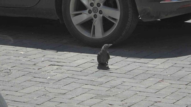 Yavru Kargayı Kurtarmak İçin Esnaf Seferber Oldu