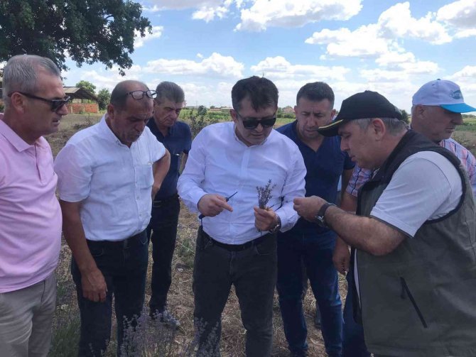 Uzunköprü’de İlk Lavanta Hasadı Yapıldı