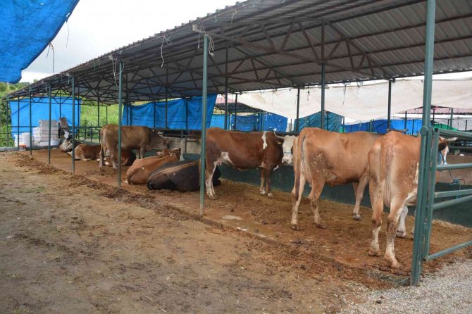 Ordu’da İkinci El Araç Fiyatına Kurbanlıklar Satışta