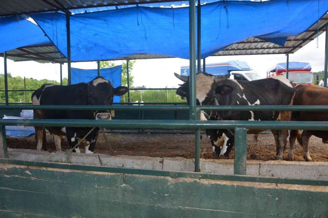 Ordu’da İkinci El Araç Fiyatına Kurbanlıklar Satışta