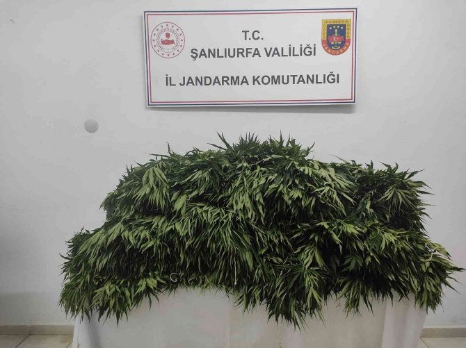 Pamuk Tarlasında Uyuşturucu Operasyonu