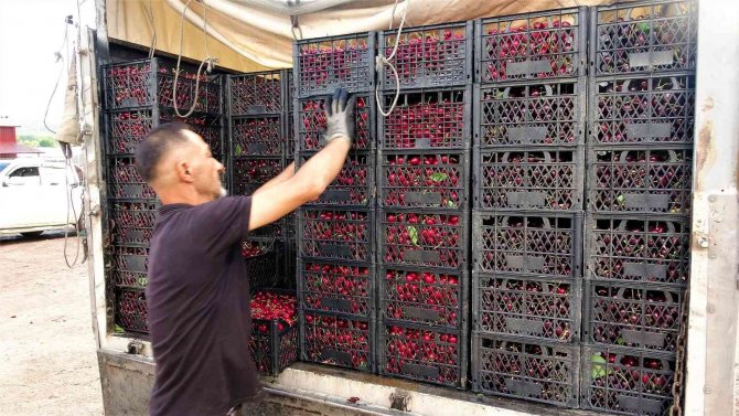Tokat’ta İhraçlık Kirazda Yüzde 100 Rekolte Artışı
