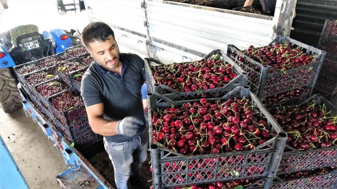 Tokat’ta İhraçlık Kirazda Yüzde 100 Rekolte Artışı