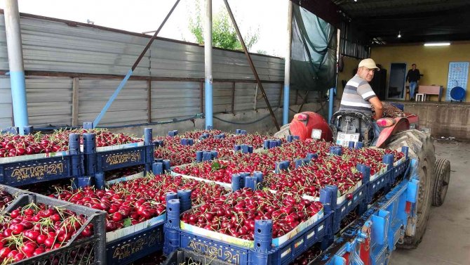 Tokat’ta İhraçlık Kirazda Yüzde 100 Rekolte Artışı