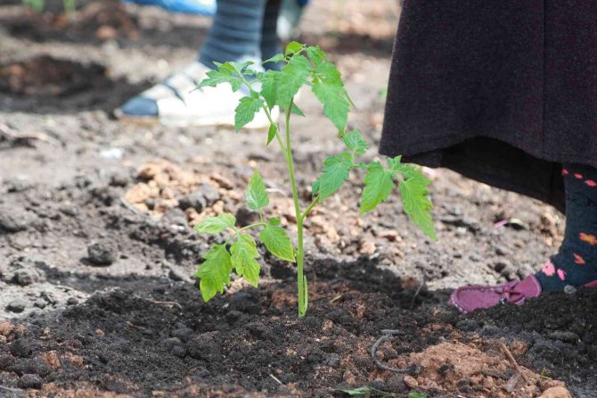 Ata Tohumları Atalarımızın Ellerinden Toprakla Buluştu