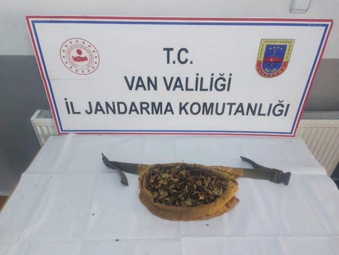 Van’da Salep Soğanı Toplayan 7 Kişi Yakalandı