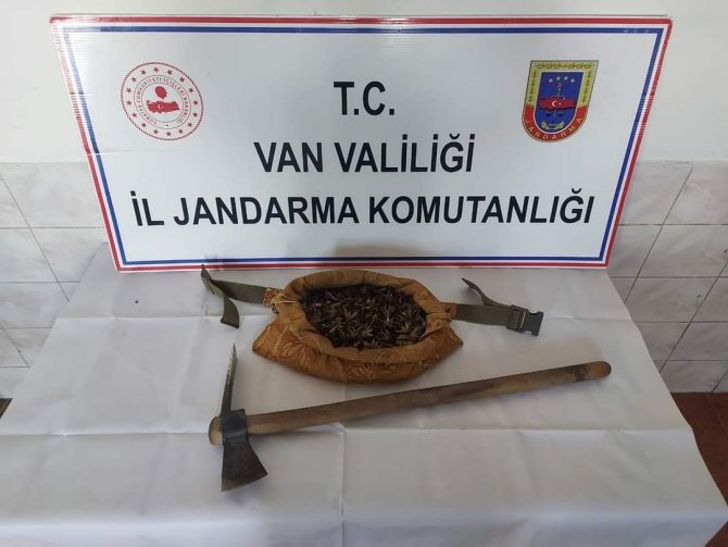 Van’da Salep Soğanı Toplayan 7 Kişi Yakalandı