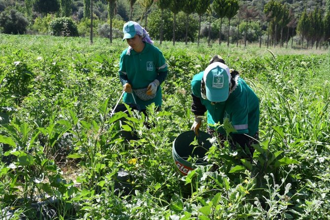 Adabahçe’de Yaz Bereketi Yaşanıyor