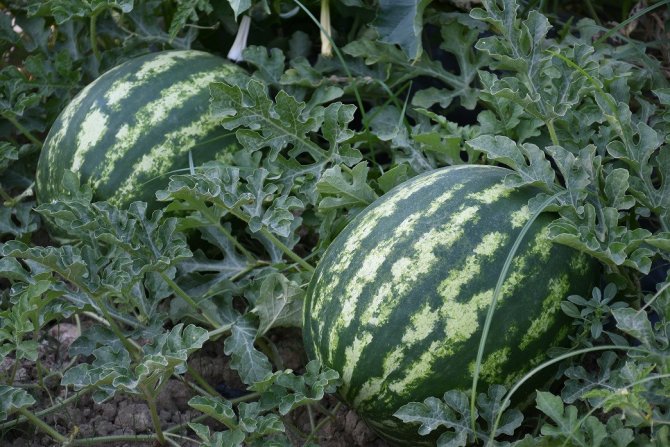 Adabahçe’de Yaz Bereketi Yaşanıyor