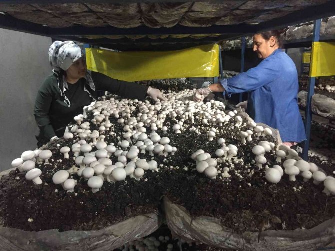 Evinin Ardiyesinde Mantar Üretiyor Siparişlere Yetişemiyor