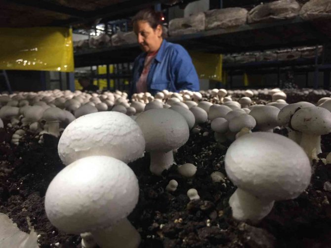 Evinin Ardiyesinde Mantar Üretiyor Siparişlere Yetişemiyor