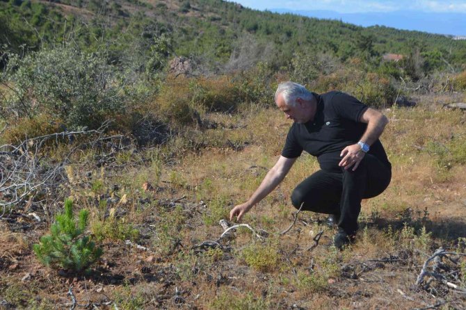 Ayvalık’ta Yanan Alanlar Ormana Dönüşüyor