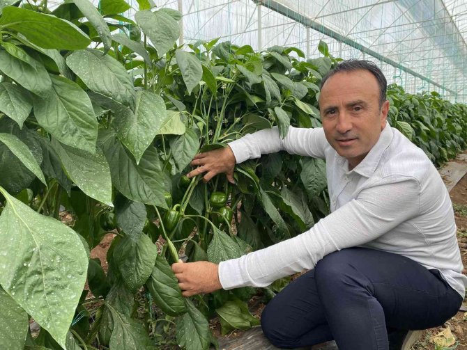 Kaliforniya Biberinde Ürün Açığını Burdurlu Üreticiler Kapatacak