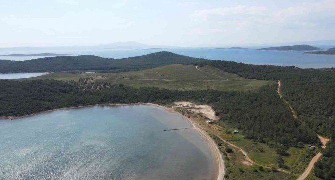 Ayvalık’ta Yanan Alanlar Ormana Dönüşüyor