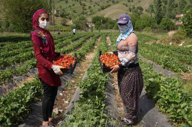 Batman’da 80 Üreticiye Hibeli Çilek Bahçesi Kurulum Desteği Verilecek