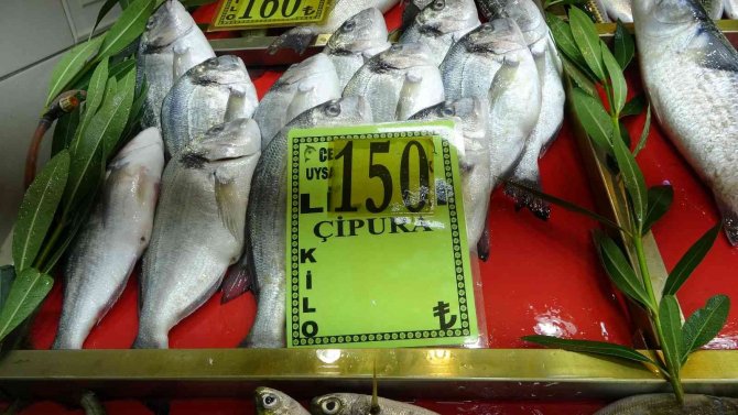Çanakkale’de Sardalyanın Kilosu 120 Lira Oldu