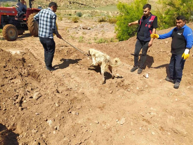 Su Dolu Çukurda Mahsur Kalan Kurt Ve Köpeği Ekipler Kurtardı