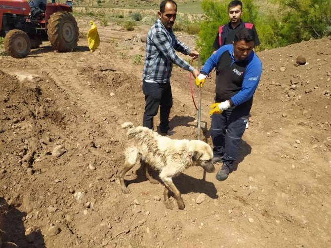 Su Dolu Çukurda Mahsur Kalan Kurt Ve Köpeği Ekipler Kurtardı