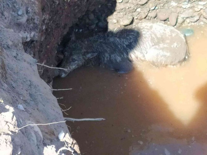 Su Dolu Çukurda Mahsur Kalan Kurt Ve Köpeği Ekipler Kurtardı