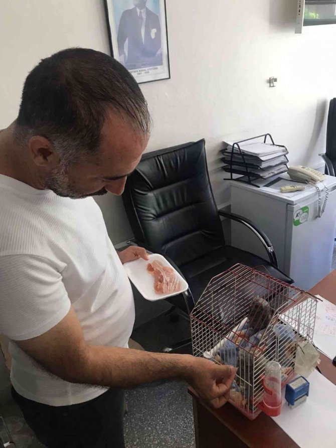 Dicle İlçesinde Bulunan 2 Baykuş Yavrusu Koruma Altına Alındı