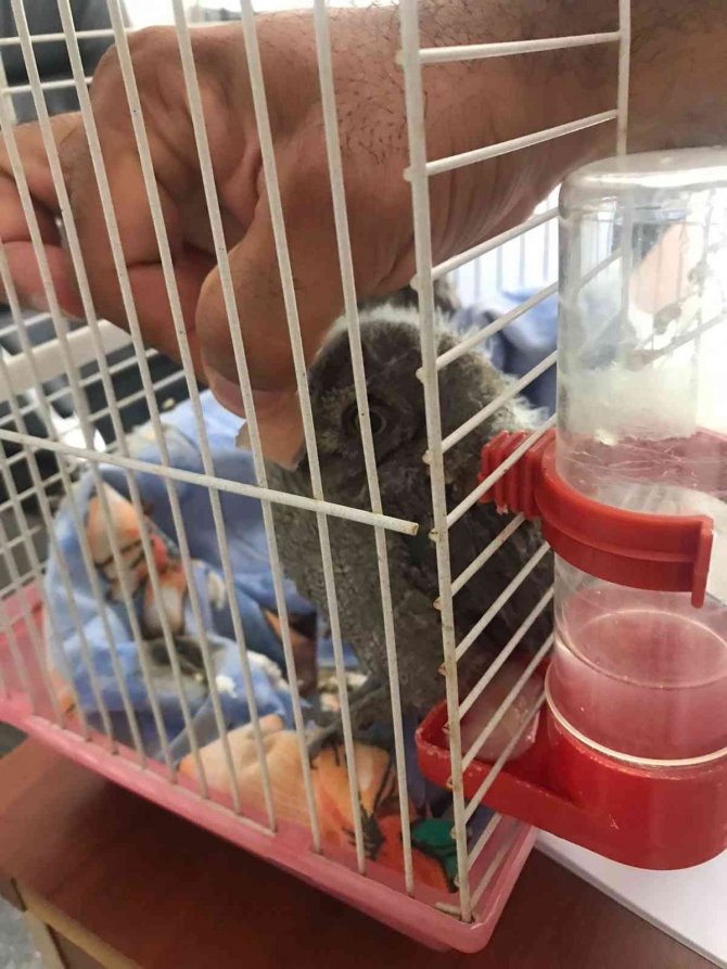 Dicle İlçesinde Bulunan 2 Baykuş Yavrusu Koruma Altına Alındı