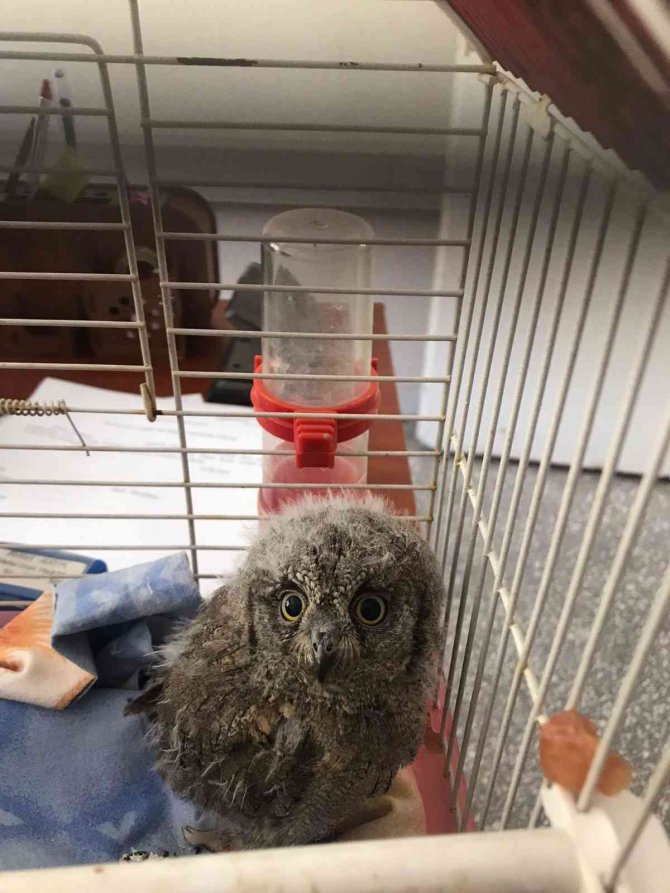 Dicle İlçesinde Bulunan 2 Baykuş Yavrusu Koruma Altına Alındı