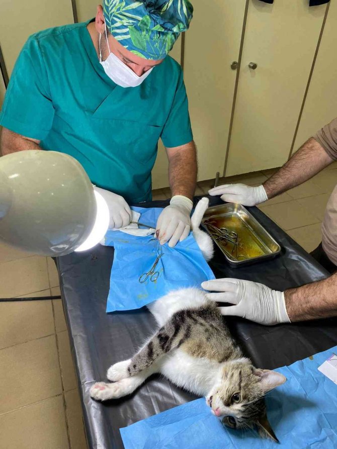 Hakkari’de Hayvanları Kısırlaştırma Çalışması