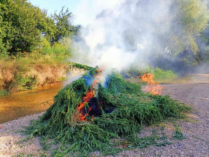 Jandarma Drone İle Tespit Etti: 661 Bin Kök Kenevir Yakalandı