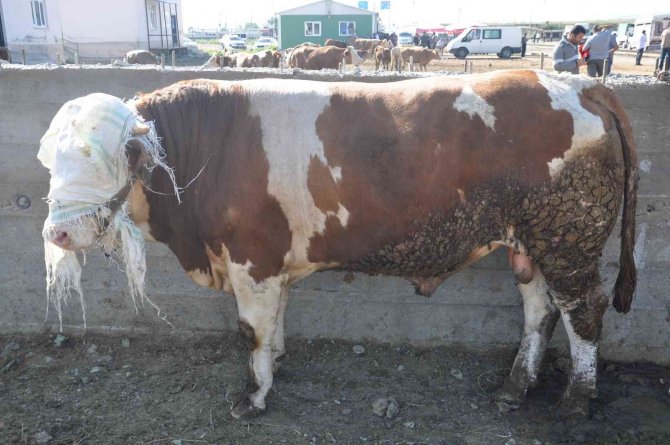 Kars Hayvan Pazarı’nın Gözdesi 800 Kiloluk Paşa