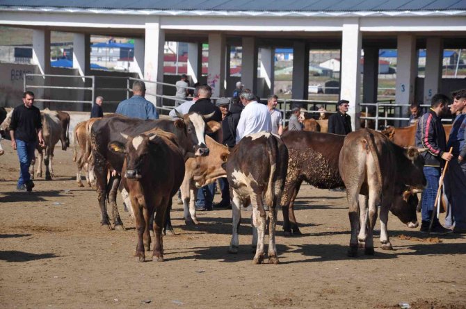 Kars Hayvan Pazarı’nın Gözdesi 800 Kiloluk Paşa