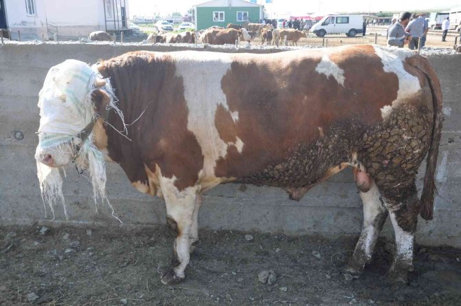 Kars Hayvan Pazarı’nın Gözdesi 800 Kiloluk Paşa